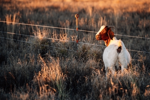 Boer goat standing in the pasture at the fence line - Australian Stock Image