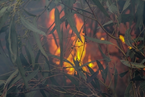 Bonfire burning through eucalyptus leaves - Australian Stock Image