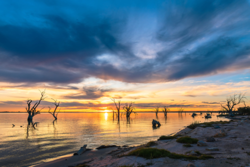 Bonney Lake shoreline with dead tree stumps in water at sunset. - Australian Stock Image