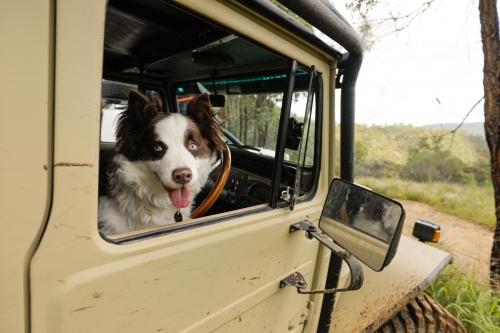 Border Collie dog in drivers seat of a four wheel drive - Australian Stock Image
