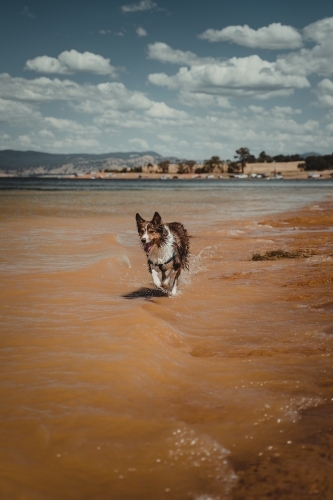 Border Collie dog playing at the waters edge at Lake Hume - Australian Stock Image