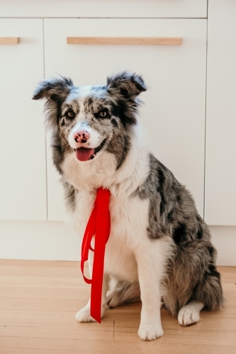 Border collie dog wears a red ribbon. - Australian Stock Image
