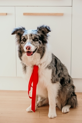 Border collie dog wears a red ribbon.