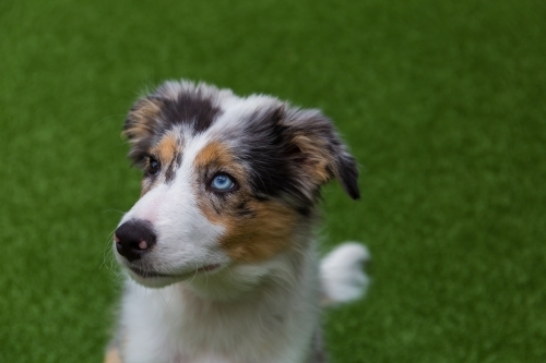 Border Collie Merle colouration - Australian Stock Image