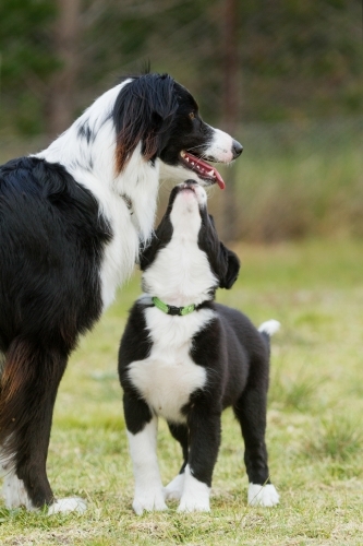 border collie puppy looking up at adult dog admiringly