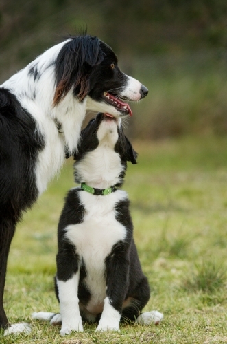 border collie puppy looking up at adult dog, licking chin