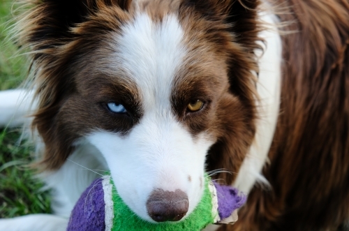 Border collie with brown and blue eyes