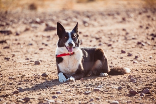 Border collie working dog sitting on a rocky terrain - Australian Stock Image