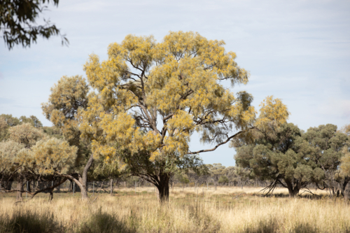 Boree/acacia tree in flower - Australian Stock Image