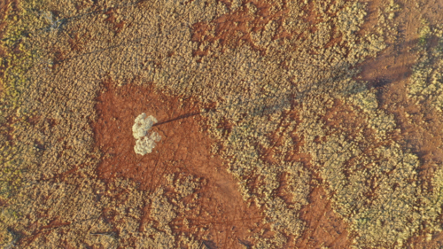 Boree tree and grassland from above - Australian Stock Image