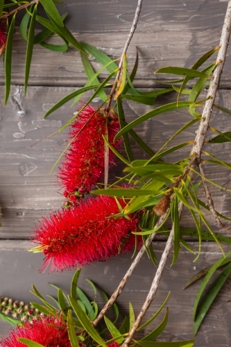 bottlebrush flowers against a grey timber background - Australian Stock Image