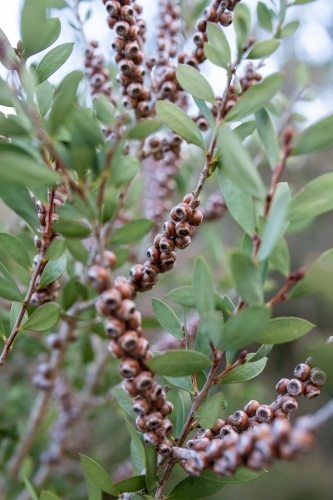 Bottlebrush seed pods in foliage - Australian Stock Image