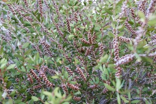Bottlebrush seed pods in foliage - Australian Stock Image