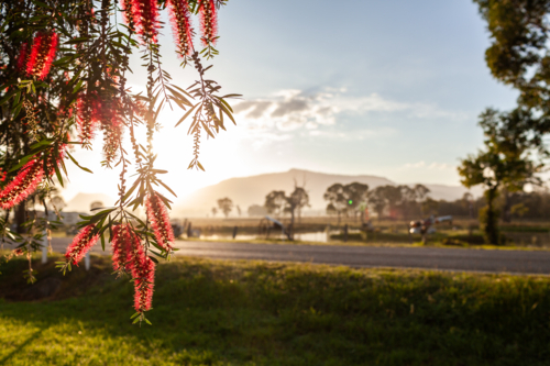 bottlebrush tree in flower with misty sunrise landscape on summer morning in Broke - Australian Stock Image