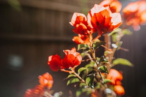 bougainvillea - Australian Stock Image