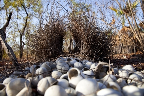 Bowerbird nest decorated with white shells - Australian Stock Image
