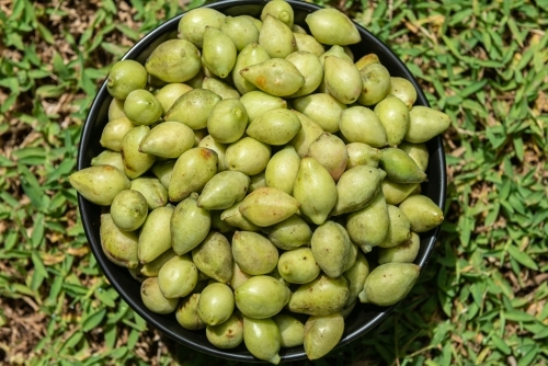 Bowl of Kakadu Plums on grass - Australian Stock Image