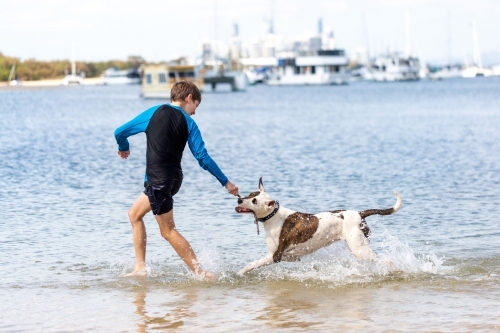 Boy and dog playing at the seashore, Beach Fun - Australian Stock Image