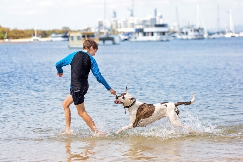Boy and dog playing at the seashore, Beach Fun - Australian Stock Image