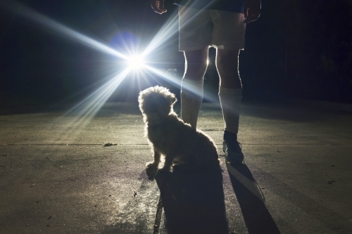 Boy and his dog standing in front of headlights at night