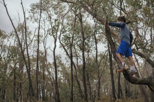 Boy climbing gum tree in bush