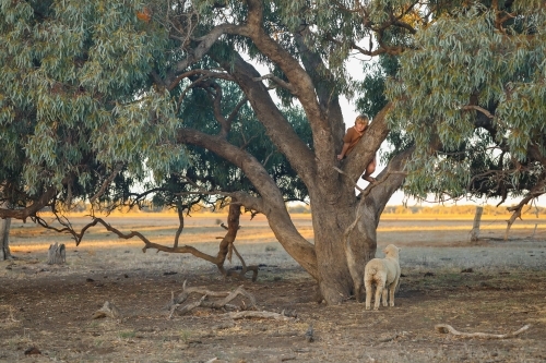Boy climbing tree on farm with pet sheep waiting below - Australian Stock Image
