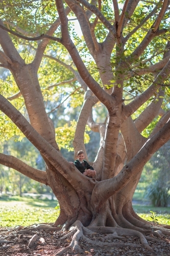 Boy climbing tree with sunlight in branches - Australian Stock Image