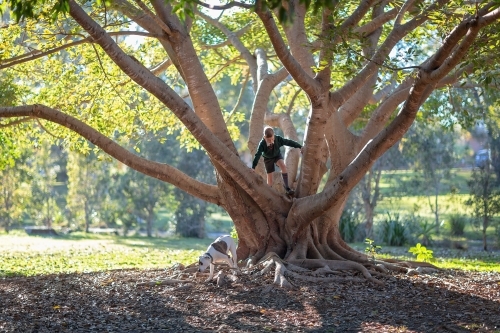 Boy climbing tree with sunlight in branches