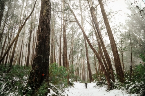 Boy cross-country snow skiing in Victoria's high country in winter - Australian Stock Image