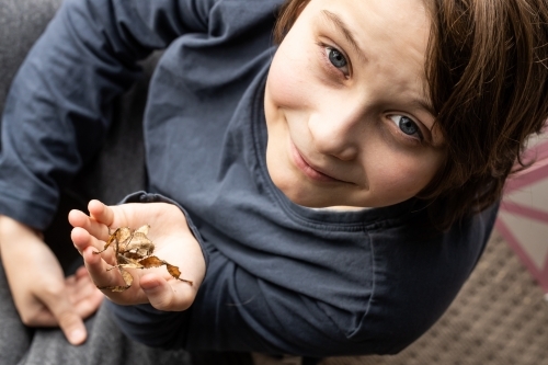 Boy holding a A juvenile female Australian spiny leaf insect, Extatosoma tiaratum - Australian Stock Image
