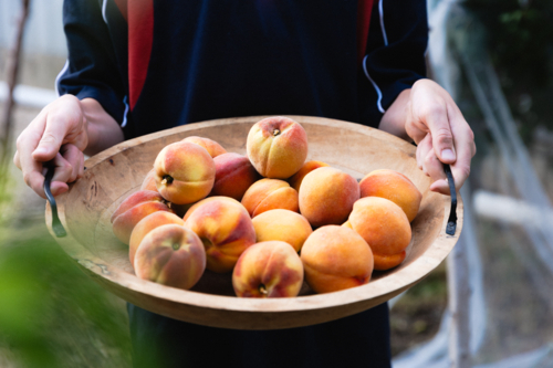 Boy holding bowl of freshly picked ripe peaches from a backyard fruit tree - Australian Stock Image