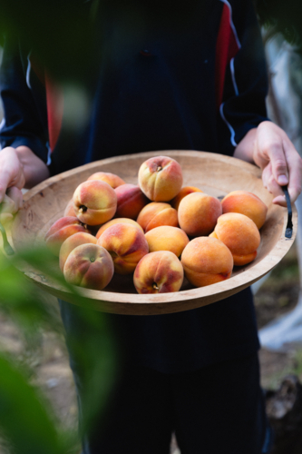 Boy holding bowl of freshly picked ripe peaches from a backyard fruit tree - Australian Stock Image