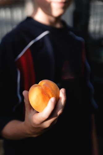 Boy holding freshly picked ripe peach from a backyard fruit tree in dappled sunlight - Australian Stock Image