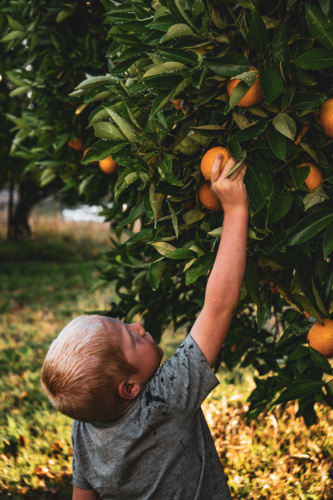 Boy picking oranges - Australian Stock Image