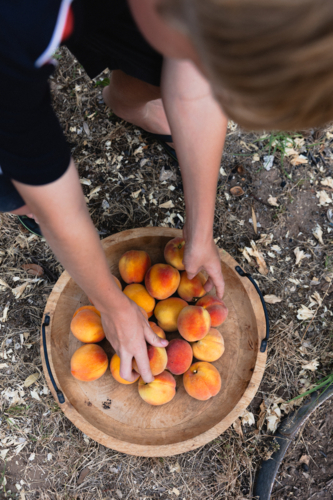 Boy placing freshly picked ripe peaches from a backyard fruit tree into wooden bowl - Australian Stock Image