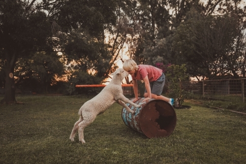 Boy playing on metal drum in country backyard with pet lamb - Australian Stock Image