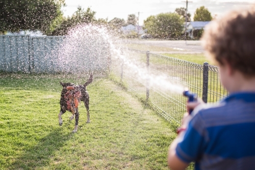 Boy spraying kelpie dog with water hose