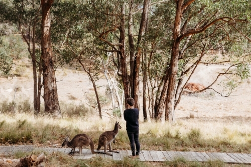 Boy standing next to wallabies on boardwalk