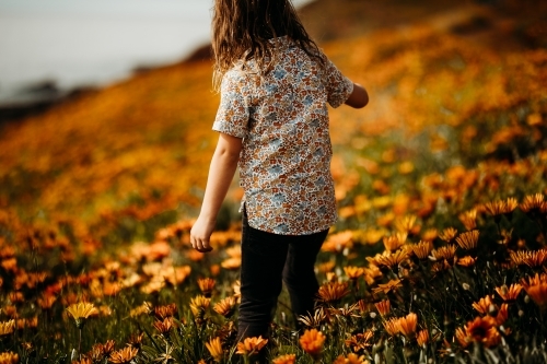 Boy walking in a field of flowers - Australian Stock Image