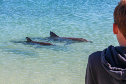 Boy watching two dolphins swimming at the waters surface - Australian Stock Image