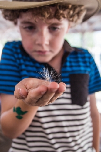 Boy wearing akubra hat looking at thistledown in hand - Australian Stock Image