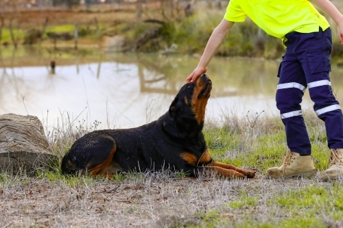 Boy wearing hi-vis shirt scratching rottweiler dog on the nose - Australian Stock Image