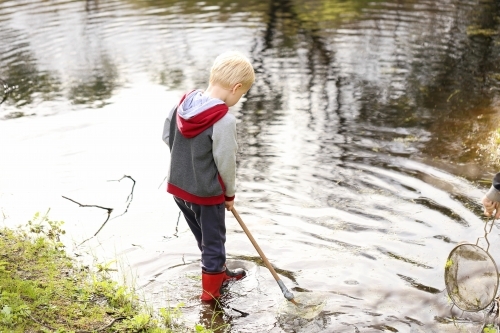Boy with net catching  tadpoles in waterhole - Australian Stock Image