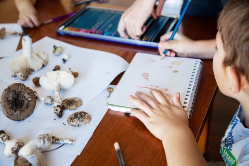 Boys drawing art of fungi and toadstools for home school education