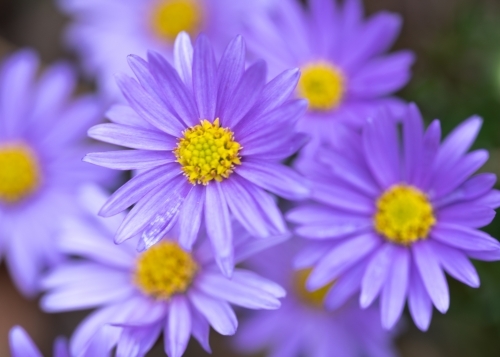 Brachyscome Purple Daisy - Australian Stock Image