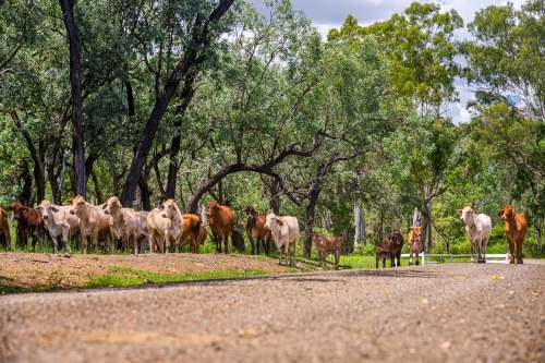 Brahman cattle grazing in the shade in summer - Australian Stock Image