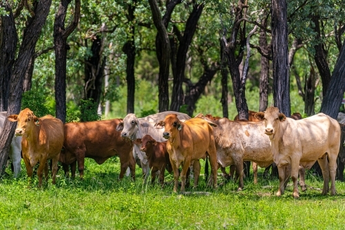 Brahman cattle grazing in the shade in summer - Australian Stock Image