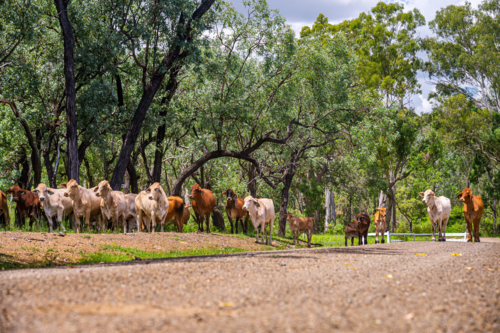 Brahman cattle grazing in the shade in summer - Australian Stock Image