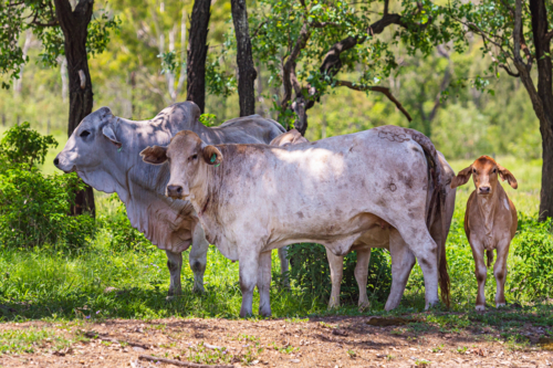 Brahman cattle grazing in the shade in summer - Australian Stock Image