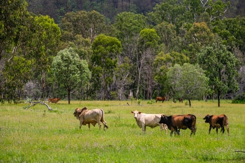 Brahman cattle in tall green grazing grass field with trees in the background - Australian Stock Image